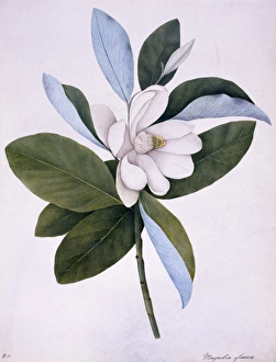 Magnolia virginiana, North American sweet bay Magnolia virginiana, North American sweet bay