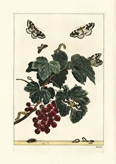 Magpie moth, Abraxas grossulariata, on a redcurrant branch Magpie moth, Abraxas grossulariata, on a redcurrant branch
