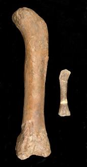 Magyarosaurus & Cetiosaurus oxoniensis Magyarosaurus & Cetiosaurus oxoniensis