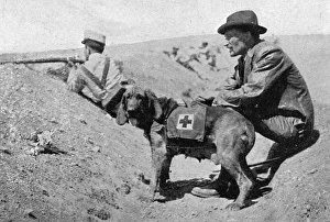 Major Richardson & ambulance dogs during Melillan campaign Major Richardson & ambulance dogs during Melillan campaign