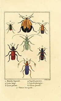Malachite beetle, net winged beetle, etc Malachite beetle, net winged beetle, etc