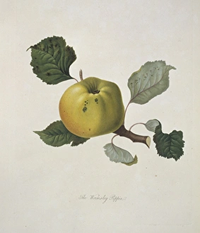 Malas domestica, apple (Wormsley Pippin Apple) Malas domestica, apple (Wormsley Pippin Apple)