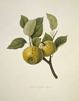 Malas sp., apple (Hughess New Golden Pippin Apple) Malas sp., apple (Hughess New Golden Pippin Apple)