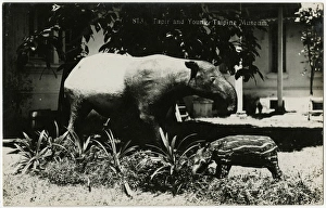 Malaysia - Stuffed Tapir and Young - Perak Museum, Taiping Malaysia - Stuffed Tapir and Young - Perak Museum, Taiping