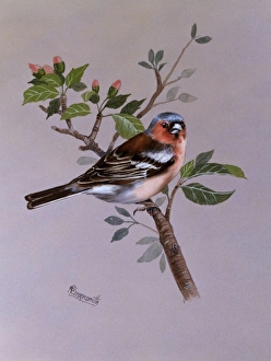 <b class=qtipBold><figcaption>A male Chaffinch</figcaption></b><br>A male chaffinch (Fringilla coelebs), perched on a shrub in bud. Painting by Malcolm Greensmith<br><em>© Mary Evans/Malcolm Greensmith</em> A male Chaffinch