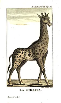 Male giraffe, Giraffa camelopardalis Male giraffe, Giraffa camelopardalis