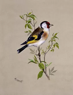 Perching Gallery: A male Goldfinch