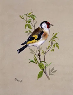 A male Goldfinch