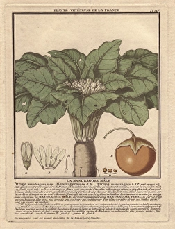 Male mandrake plant, Atropa mandragora or Mandragora Male mandrake plant, Atropa mandragora or Mandragora