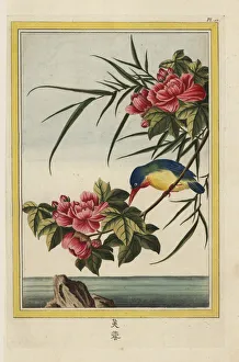 Mallow tree, Hibiscus syriacus, and kingfisher Mallow tree, Hibiscus syriacus, and kingfisher