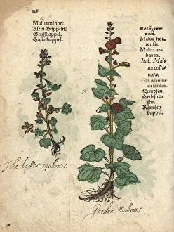 Mallow variety, Malva minor and common hollyhock Mallow variety, Malva minor and common hollyhock