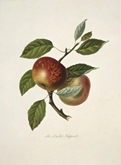 Malus domestica, apple (Scarlet Nonpareil Apple) Malus domestica, apple (Scarlet Nonpareil Apple)