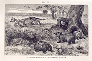 洋書 CLASSIC NATURAL HISTORY PRINTS MAMMALS 61nhNII2weL._AC_UF894,
