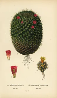 Mammillaria prolifera and Mammillaria rhodantha Mammillaria prolifera and Mammillaria rhodantha