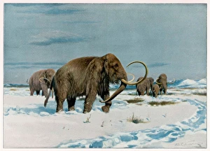 <b class=qtipBold><figcaption>Mammoth Herd</figcaption></b><br>A mammoth herd during the Ice Age<br><em>© Mary Evans Picture Library</em> Mammoth Herd