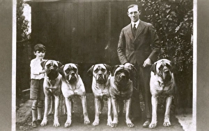 Man and boy with five large boxer dogs Man and boy with five large boxer dogs