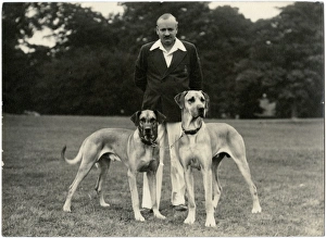 Man with two Great Dane dogs in a park Man with two Great Dane dogs in a park