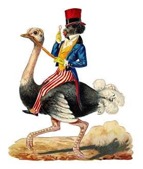 Man riding an emu on a Victorian scrap Man riding an emu on a Victorian scrap