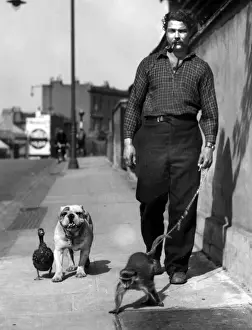Man with Unusual Pets Walking in the City, 1950s Print