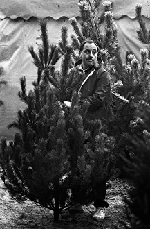 Bored Gallery: Man waits to pay for a Christmas tree - Cannock Chase Forest