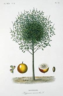 <b class=qtipBold><figcaption>Mancenillier tree</figcaption></b><br>Plate 31 from Le Regne Vegetal Plantes agricoles, Vol 9. Held in the Botany Library at the Natural History Museum, London. Date:<br><em>© Mary Evans / Natural History Museum</em> Mancenillier tree