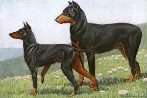 Manchester Terrier and Dobermann Pinscher Manchester Terrier and Dobermann Pinscher