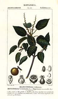 Manchineel or beach apple tree, Hippomane mancinella Manchineel or beach apple tree, Hippomane mancinella