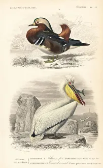 Mandarin duck, Aix galericulata, and Dalmatian Mandarin duck, Aix galericulata, and Dalmatian