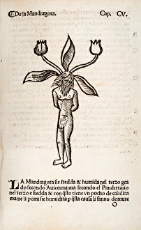 <b class=qtipBold><figcaption>Mandragora or Mandrake (male)</figcaption></b><br>Mandragora or Mandrake (male). Woodcut illustration from Herbolario volgare Date: 1536<br><em>© The John Innes Centre/The John Innes Foundation/Mary Evans</em> Mandragora or Mandrake (male)