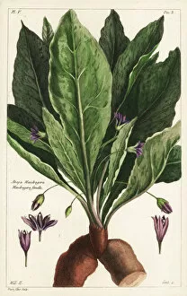 1783 Gallery: Mandrake, female, Mandragora officinarum
