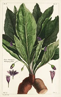 Mandrake, female, Mandragora officinarum Mandrake, female, Mandragora officinarum