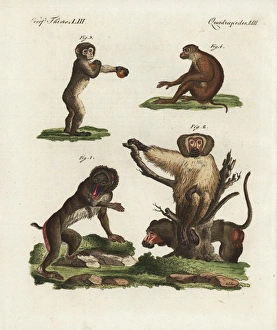 Mandrill, baboon, Barbary macaque and southern Mandrill, baboon, Barbary macaque and southern