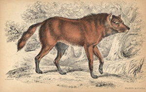 Maned wolf or Aguara Guazu, Chrysocyon brachyurus Maned wolf or Aguara Guazu, Chrysocyon brachyurus
