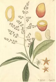 Eudicot Gallery: Mangifera sp. mango