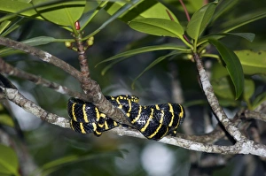 Mangrove Snake / Cat-eyed Snake / Cat Snake - wrapped-around Mangrove Snake / Cat-eyed Snake / Cat Snake - wrapped-around