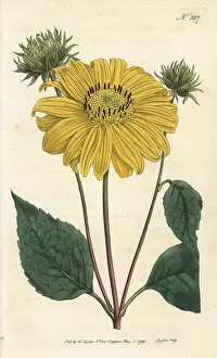 Sansom Gallery: Many-flowered or perennial sunflower, Helianthus multiflorus