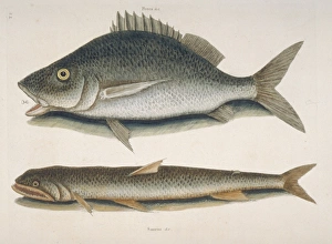 Margate fish (top) & sea sparrow-hawk (bottom) Margate fish (top) & sea sparrow-hawk (bottom)