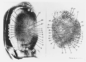 <b class=qtipBold><figcaption>Margery Crandon 6</figcaption></b><br>Comparison of the thumbprint of Walter, control of American medium 'Margery', with that of a living Boston dentist - one of the dubious items which aroused suspicions of tricks.<br><em>© Mary Evans Picture Library 2015 - https://copyrighthub.org/s0/hub1/creation/maryevans/MaryEvansPictureID/10197104</em> Margery Crandon 6