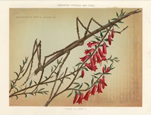 Margin-winged stick insect and red epacris Margin-winged stick insect and red epacris