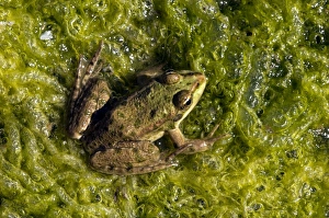 Marsh Frog - basks in the sun Marsh Frog - basks in the sun