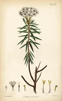 Marsh Labrador tea or wild rosemary, Rhododendron tomentosum Marsh Labrador tea or wild rosemary, Rhododendron tomentosum