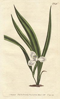 Marsh marica with small white flowers and narrow Marsh marica with small white flowers and narrow