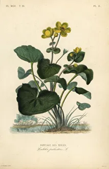 Marsh marigold or kingcup, Caltha palustris Marsh marigold or kingcup, Caltha palustris