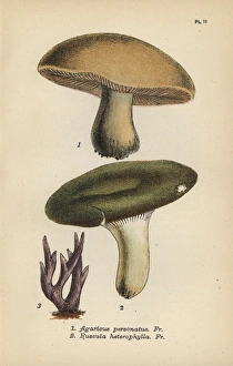 Masked mushroom, Agaricus personatus 1, variable Masked mushroom, Agaricus personatus 1, variable