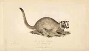 Masked palm civet or gem-faced civet, Paguma larvata Masked palm civet or gem-faced civet, Paguma larvata