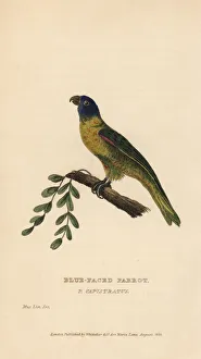 Masked shining parrot, Prosopeia personata Masked shining parrot, Prosopeia personata