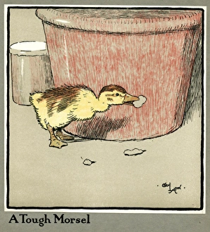 Master Quack the duckling finds a tough morsel Master Quack the duckling finds a tough morsel