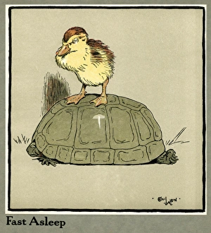 Master Quack the duckling riding a tortoise Master Quack the duckling riding a tortoise