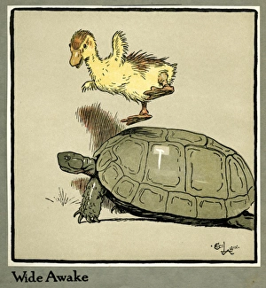 Master Quack the duckling thrown into the air Master Quack the duckling thrown into the air
