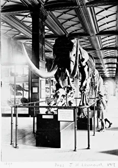 Mastodon in Geological Gallery, December 1919 Mastodon in Geological Gallery, December 1919